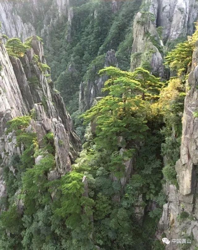 栀子落星海